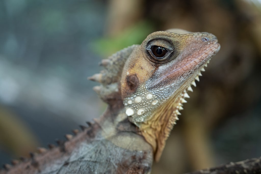 Exemple de photo avec le Tamron 50-400 mm f/4.5-6.3 Di III VC VXD pour Nikon Z