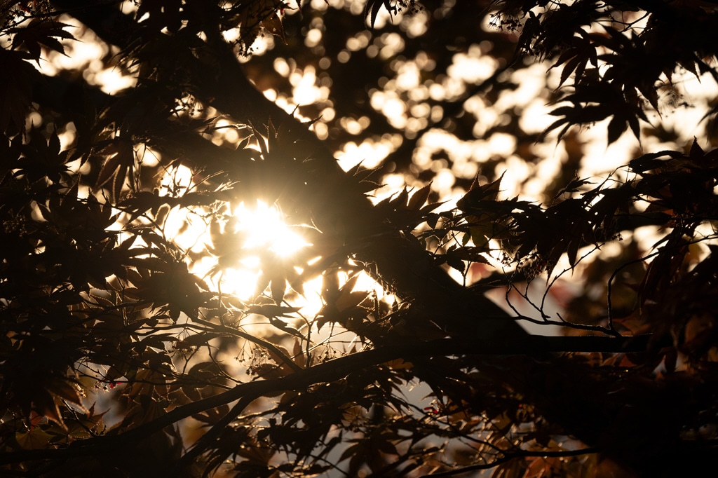 Exemple de photo avec le Tamron 50-400 mm f/4.5-6.3 Di III VC VXD pour Nikon Z