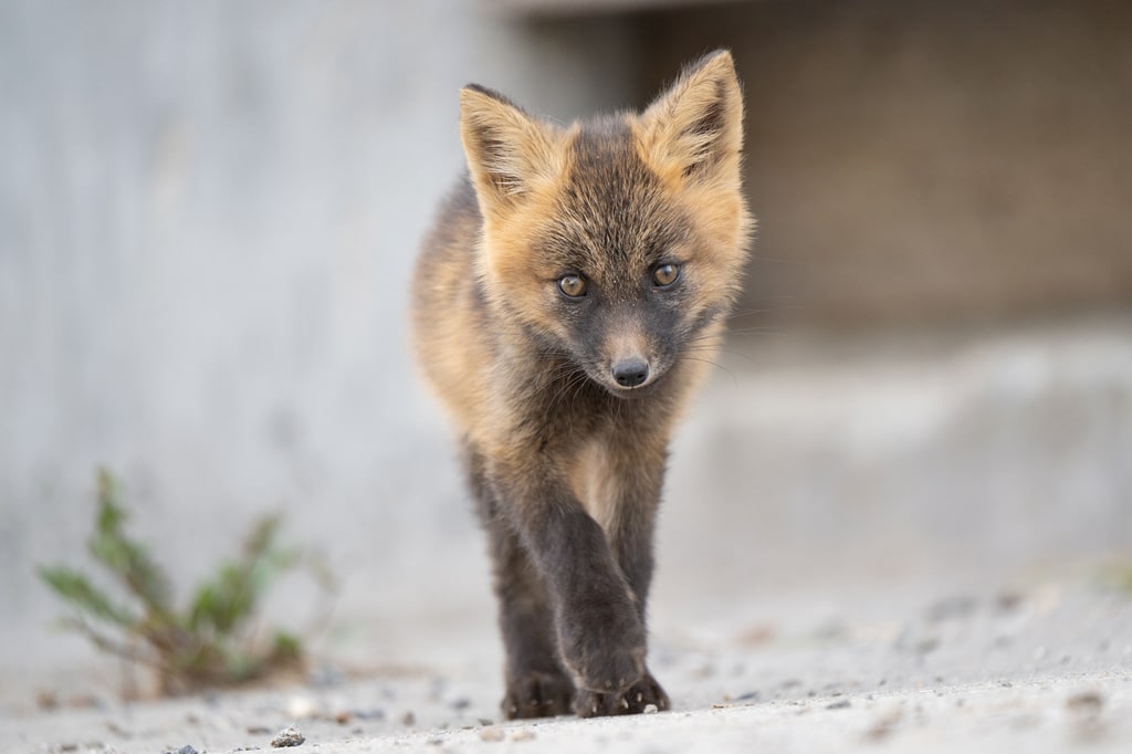 Exemple de photo avec le Tamron 50-400 mm f/4.5-6.3 Di III VC VXD pour Nikon Z