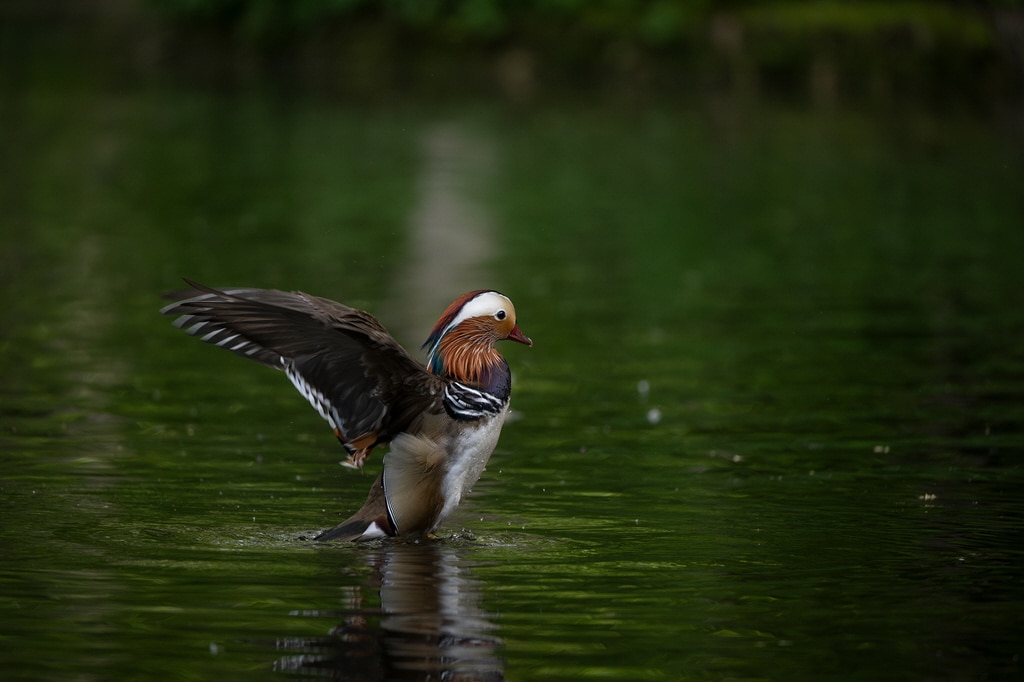 Exemple de photo avec le Tamron 50-400 mm f/4.5-6.3 Di III VC VXD pour Nikon Z