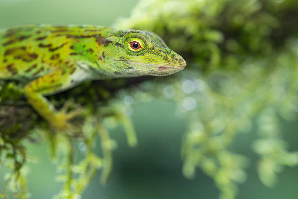 Exemples de photos faites avec le Tamron 90 mm f/2.8 Di III MACRO VXD