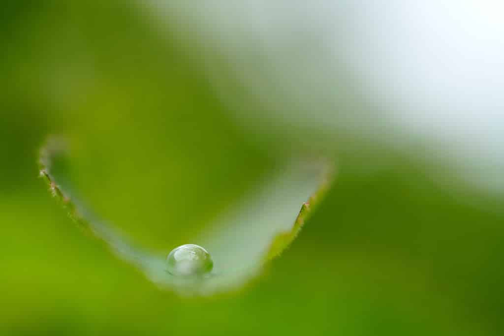 Exemples de photos faites avec le Tamron 90 mm f/2.8 Di III MACRO VXD