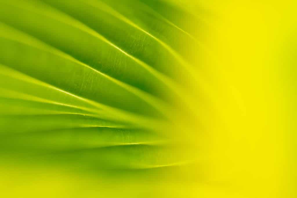 Exemples de photos faites avec le Tamron 90 mm f/2.8 Di III MACRO VXD